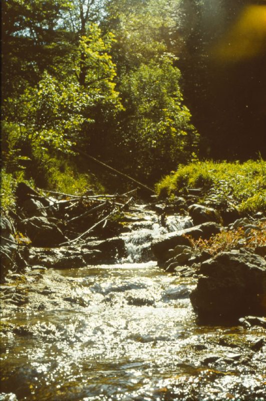 Forsthöhe (450 Bildaufrufe)