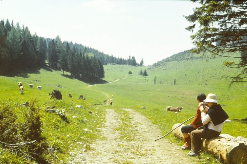 Forsthöhe (358 Bildaufrufe)