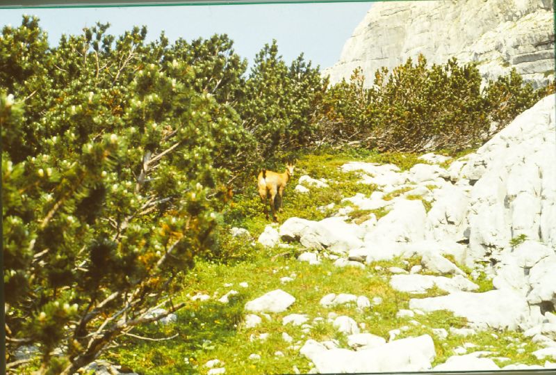Zinödl, Hochtor (237 Bildaufrufe)