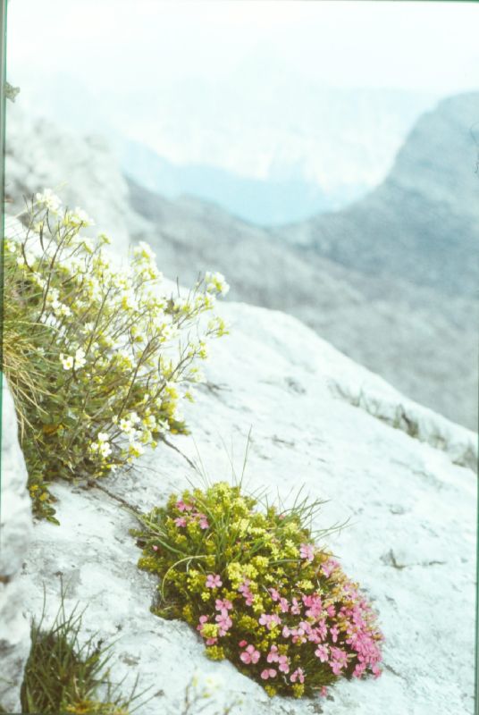 Zinödl, Hochtor (247 Bildaufrufe)