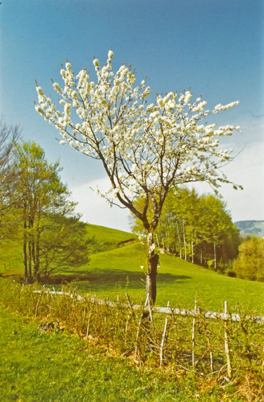 Kaiserkogel (262 Bildaufrufe)