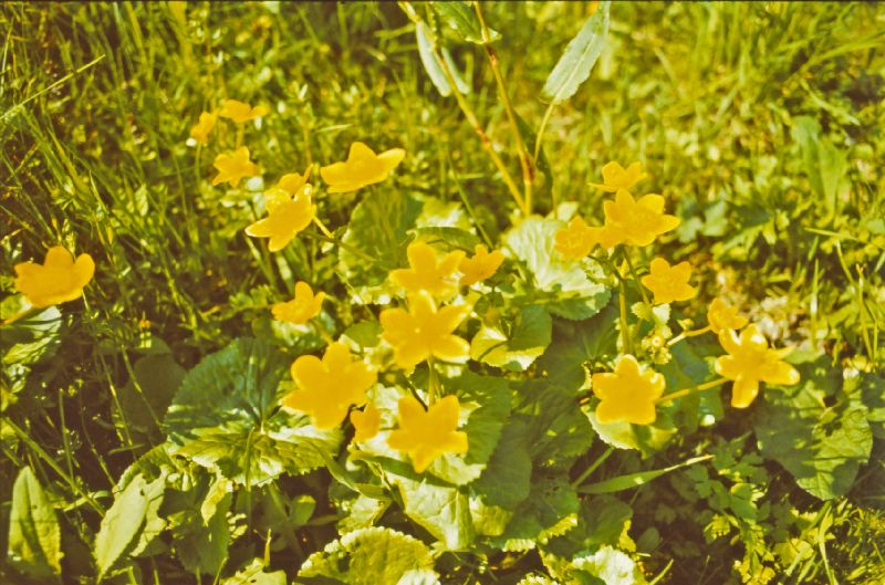 Kaiserkogel (260 Bildaufrufe)