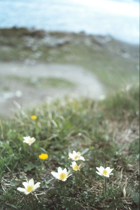 Großglockner (272 Bildaufrufe)