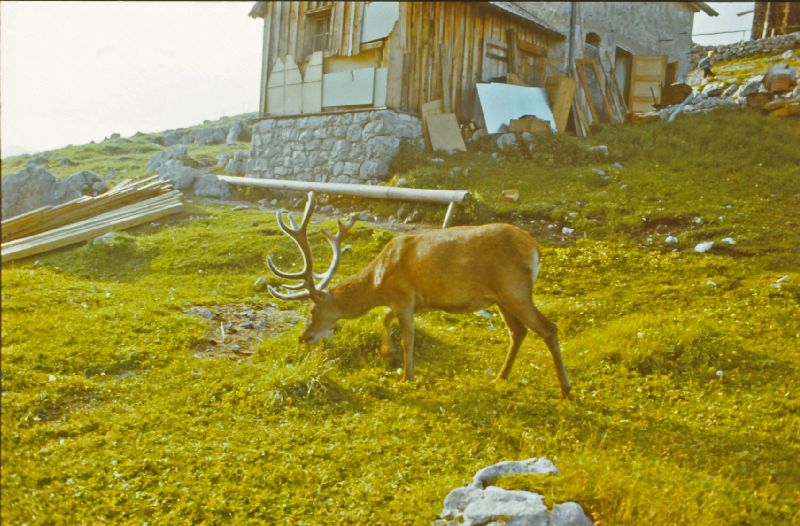 Watzmann (230 Bildaufrufe)