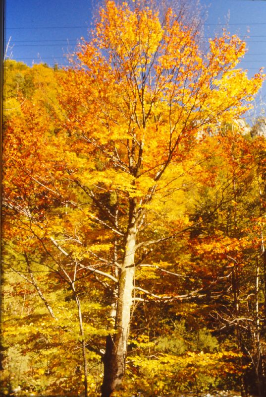 Trefflingfall (224 Bildaufrufe)