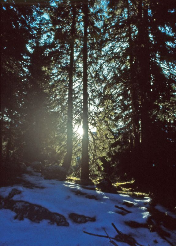Dürrenstein (255 Bildaufrufe)