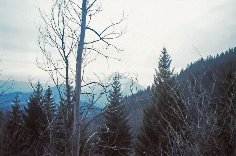 Gr.Ötscher (271 Bildaufrufe)