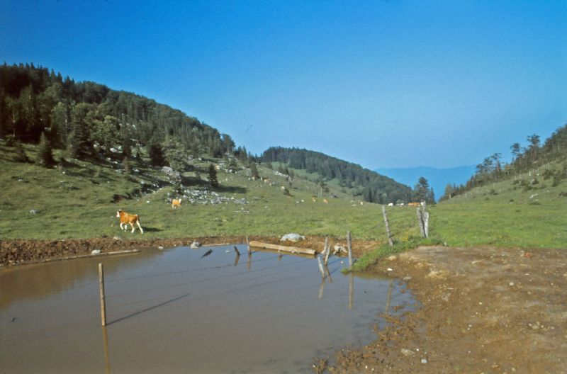 Tirolerkogel (331 Bildaufrufe)