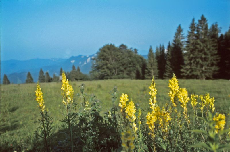 Tirolerkogel (300 Bildaufrufe)