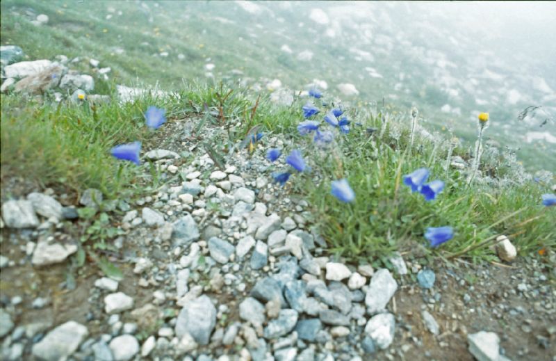 Gr.Piz Buin, Silvretta-Egghorn (284 Bildaufrufe)