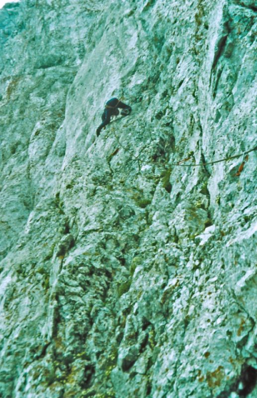 Kalbling (248 Bildaufrufe)