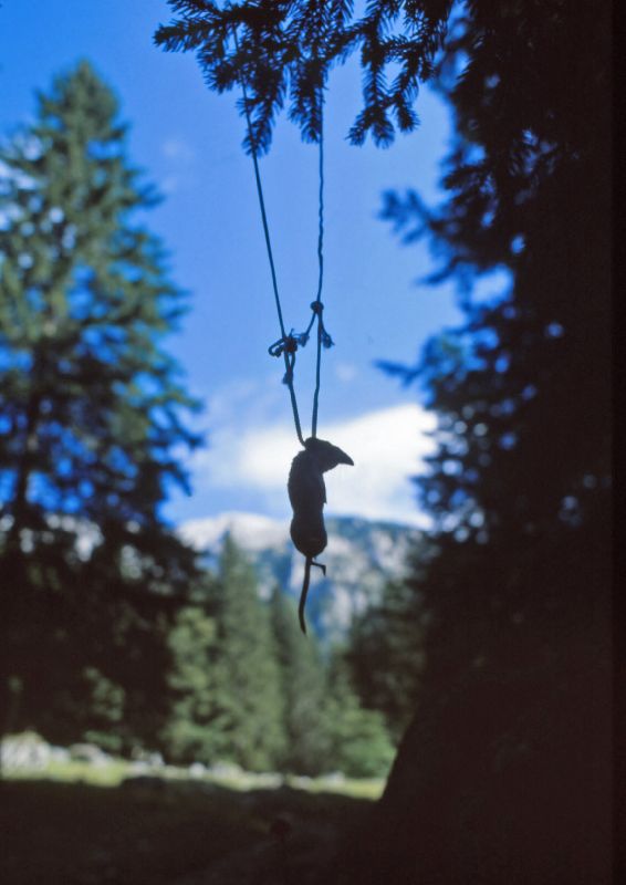Festkogel (293 Bildaufrufe)