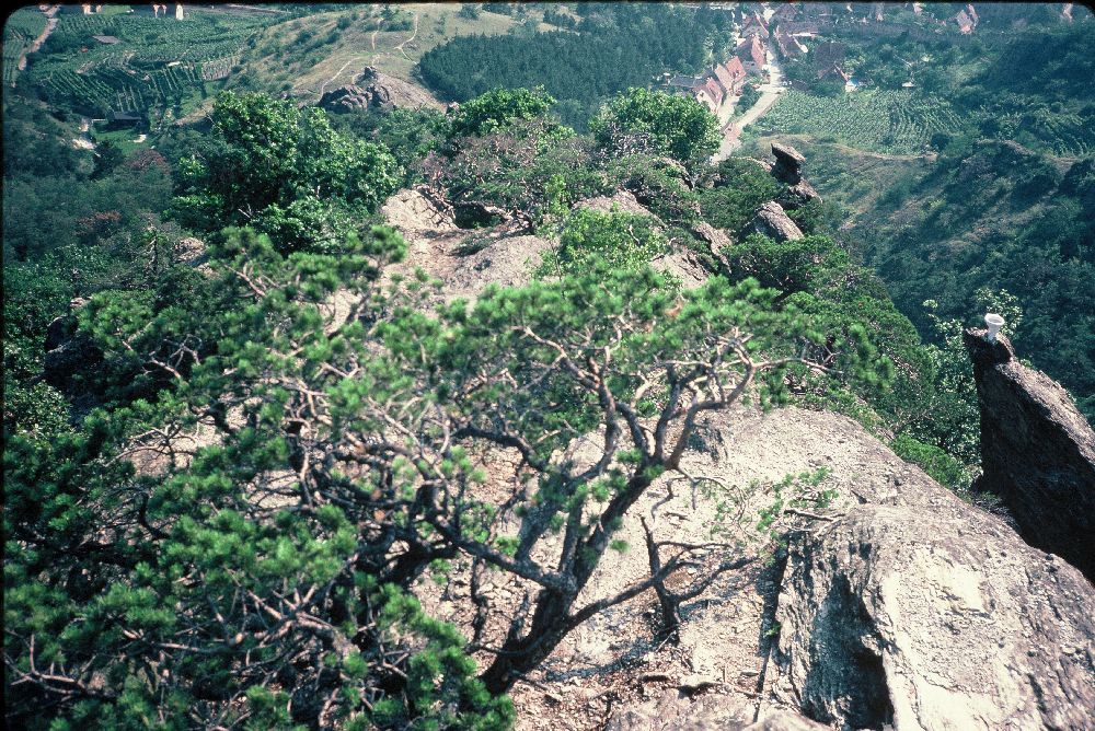 Dürnstein (396 Bildaufrufe)