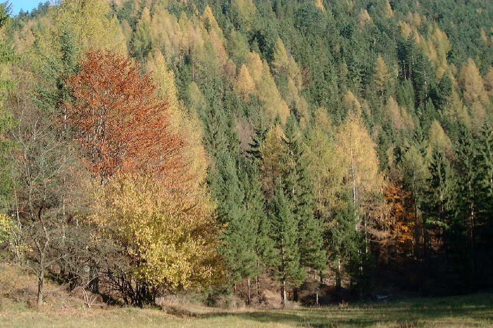 Kieneck (217 Bildaufrufe)
