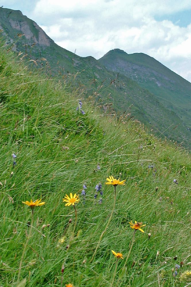 Bauernbrachkopf (200 Bildaufrufe)