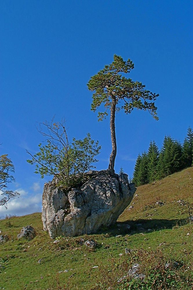 Gr.Zellerhut (252 Bildaufrufe)