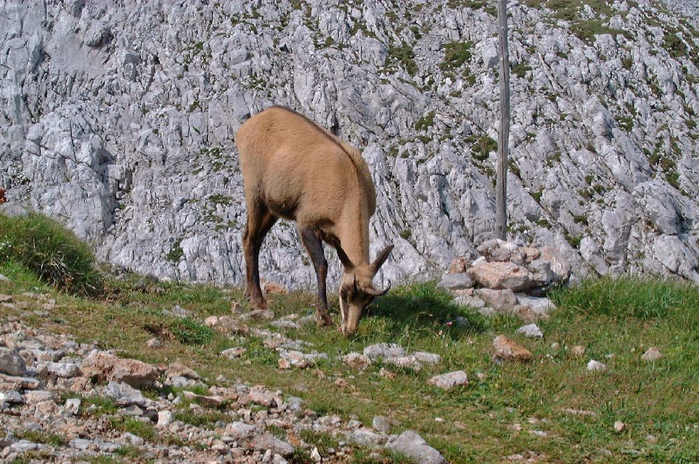 Hochschwab, Hochweichsel (297 Bildaufrufe)