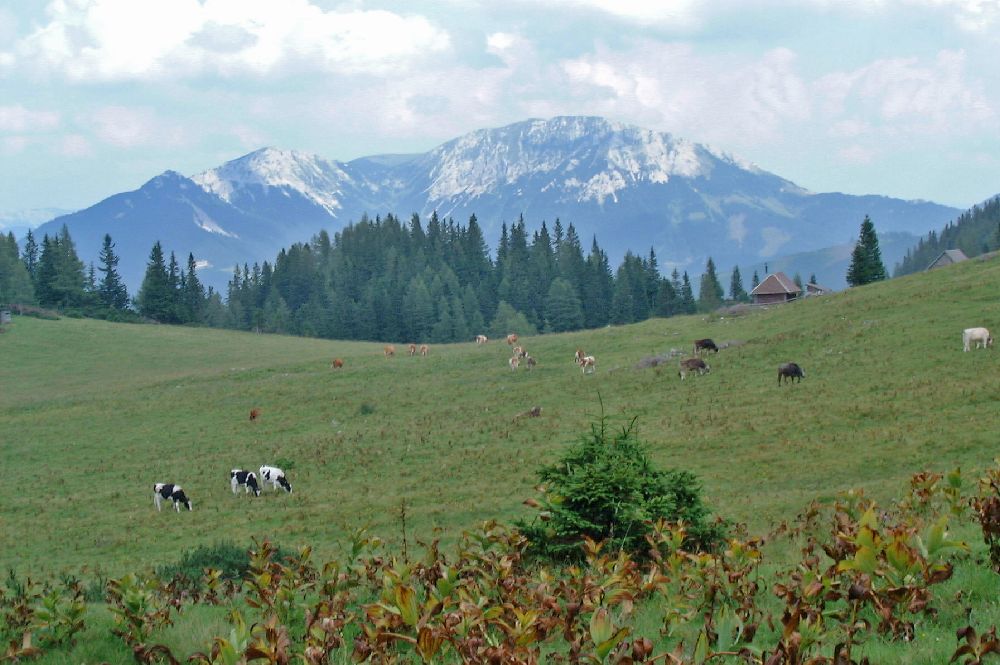 Hochschwab, Hochweichsel (307 Bildaufrufe)