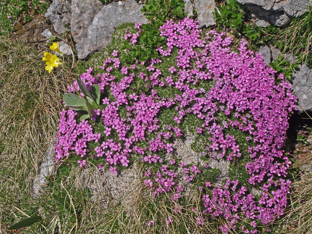 Schneeberg (280 Bildaufrufe)