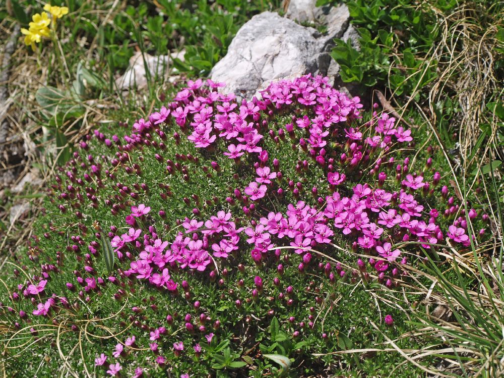 Schneeberg (279 Bildaufrufe)