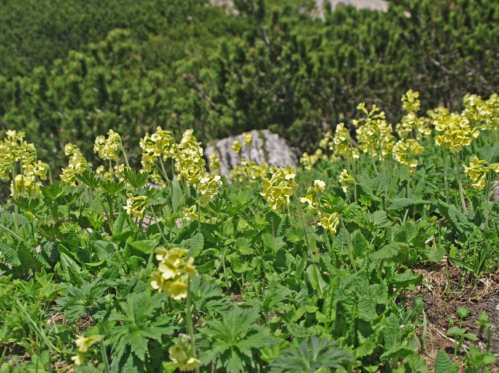 Schneeberg (238 Bildaufrufe)