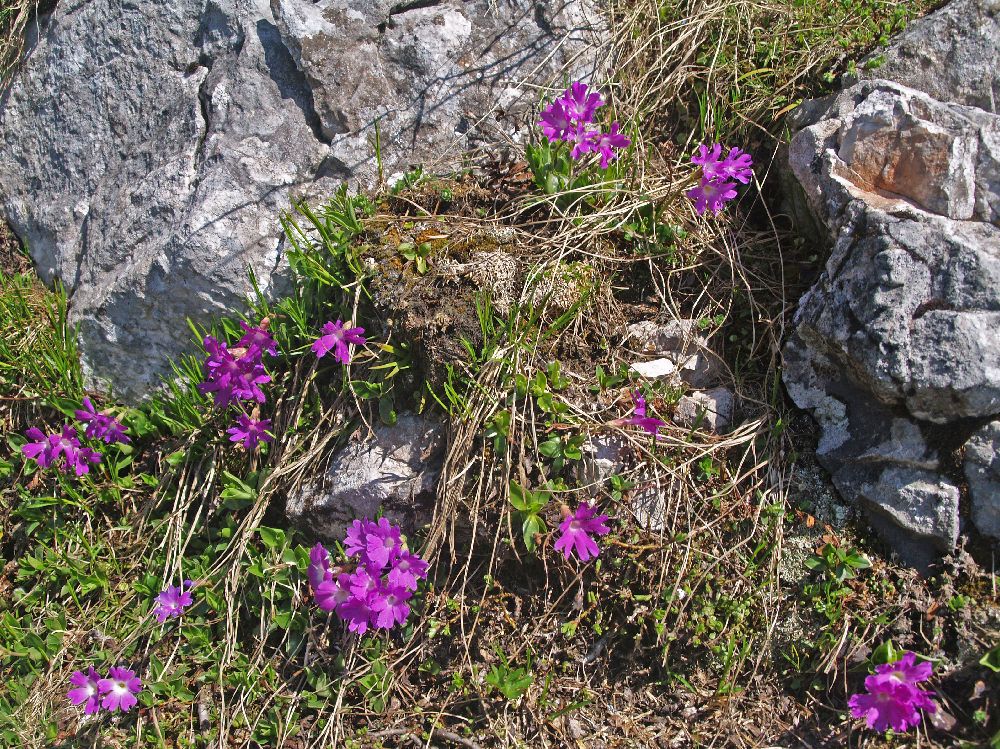 Schneeberg (234 Bildaufrufe)