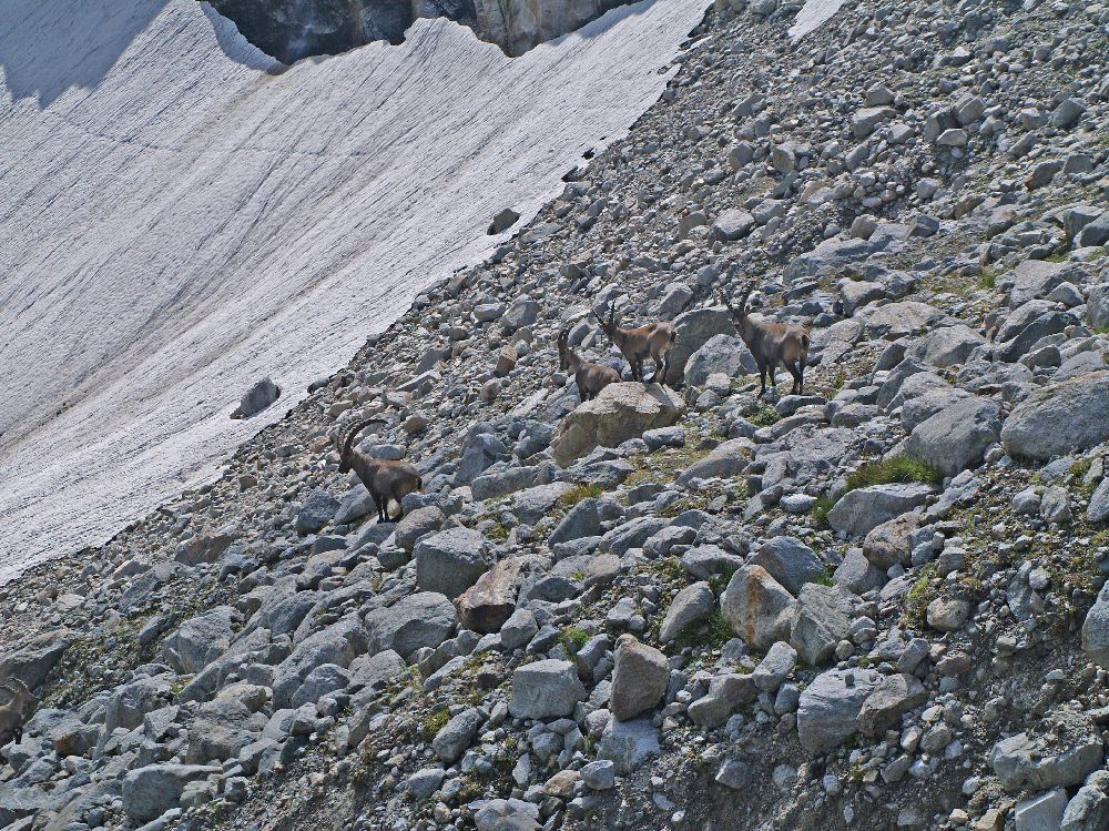 Hoher Sonnblick (258 Bildaufrufe)