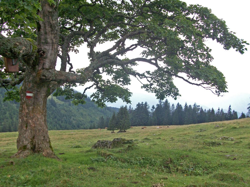 Hohe Veitsch (376 Bildaufrufe)