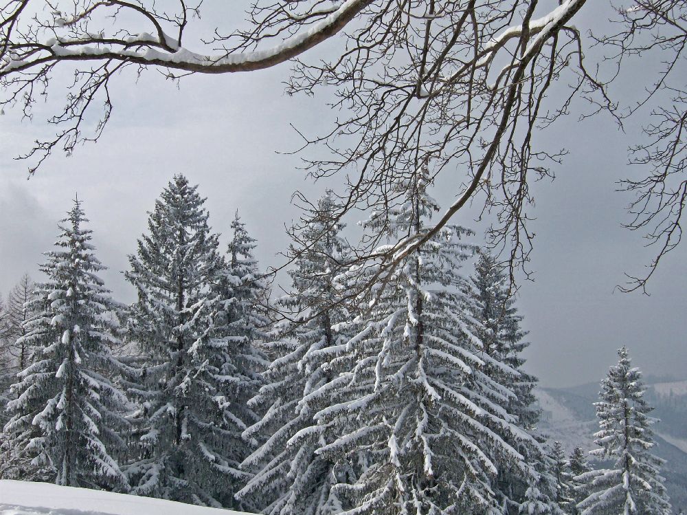 Eibl (248 Bildaufrufe)