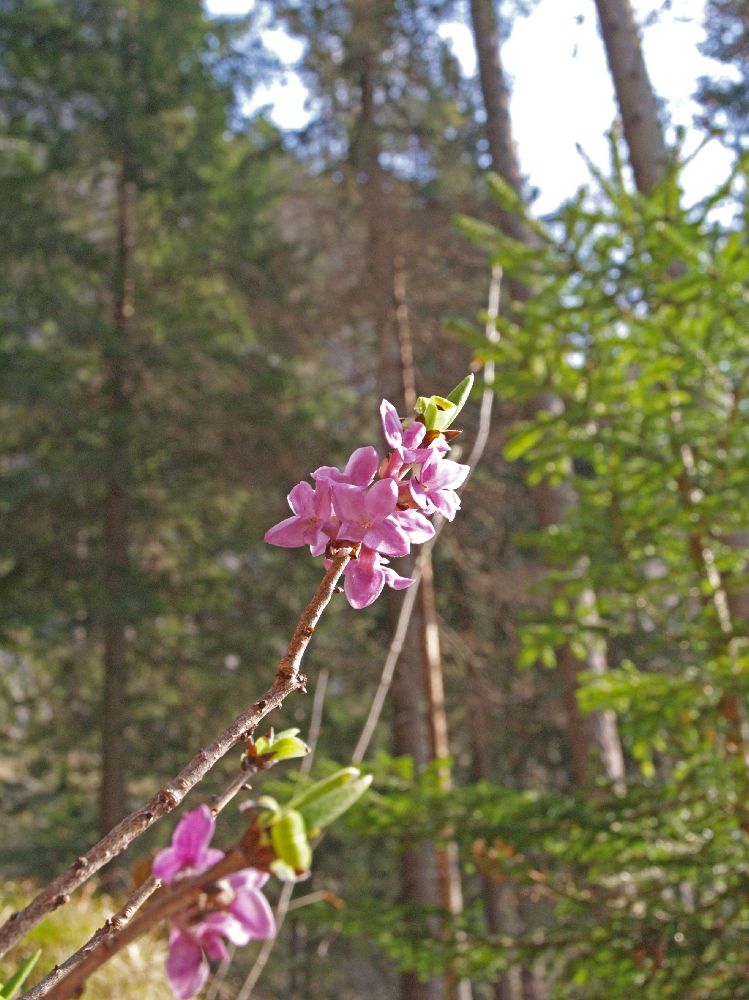 Windberg (211 Bildaufrufe)