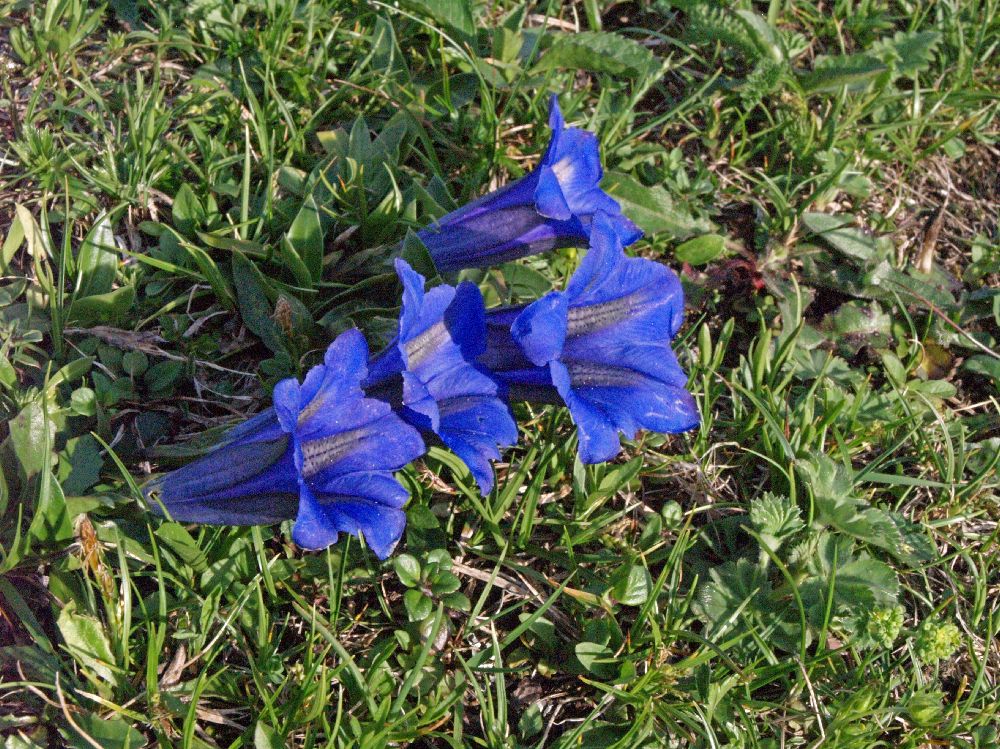 Hirzeck, Dürrenstein (299 Bildaufrufe)