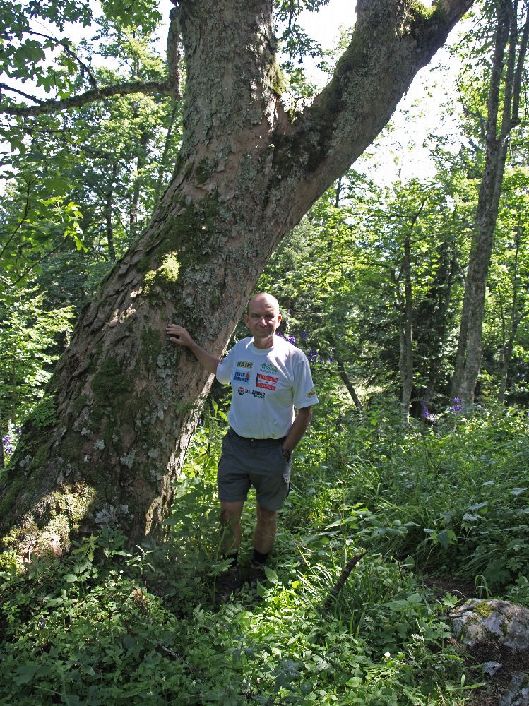 Sauwand (240 Bildaufrufe)