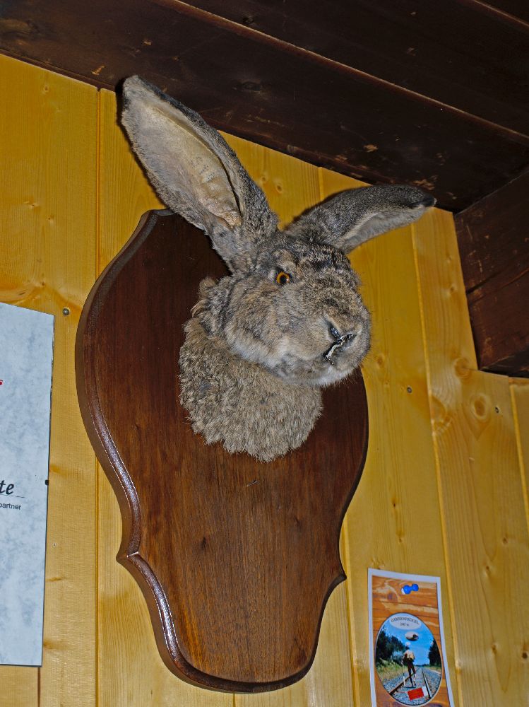 Gamskarkogel (228 Bildaufrufe)