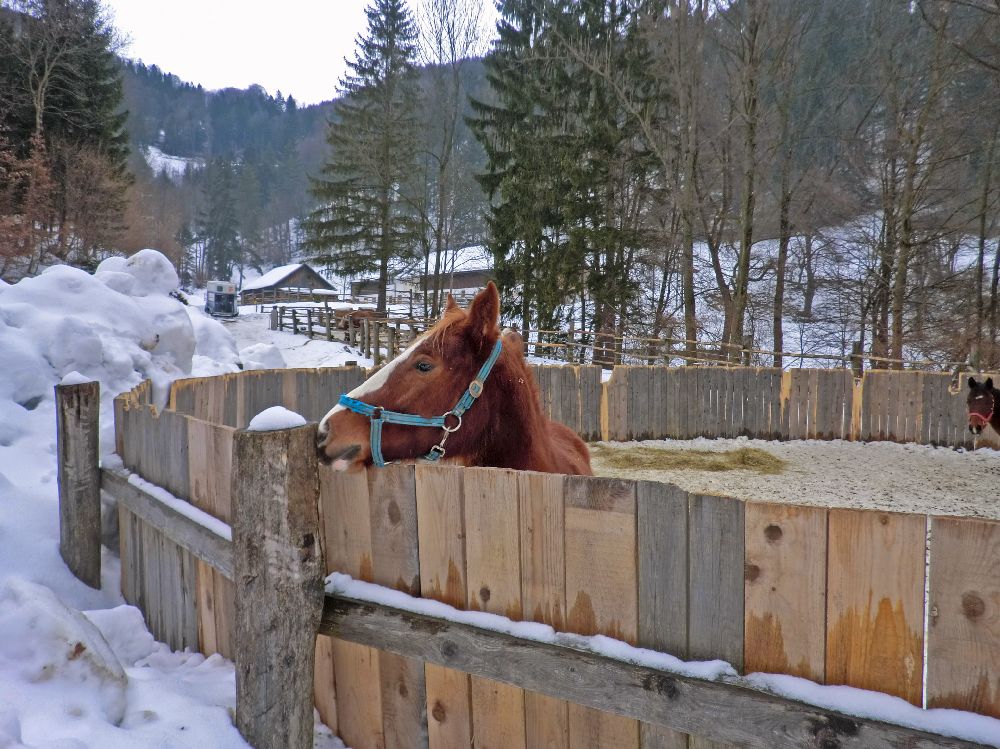 Lorenzipechkogel (201 Bildaufrufe)