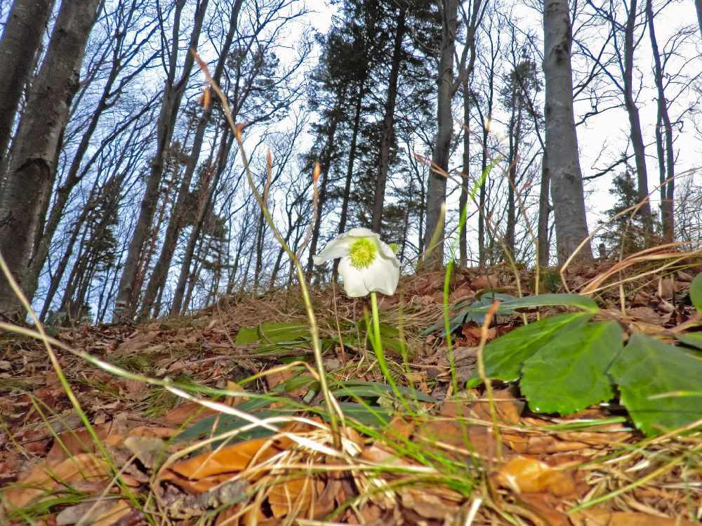 Lorenzipechkogel (219 Bildaufrufe)