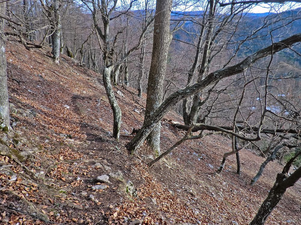 Gaisstein (247 Bildaufrufe)