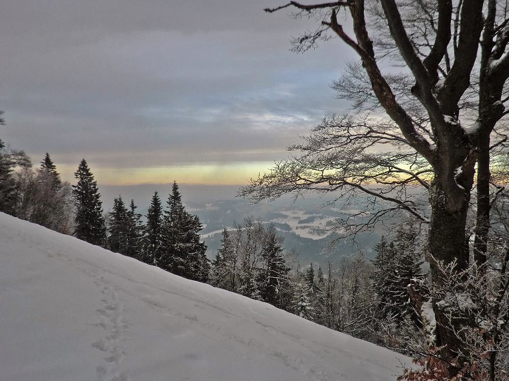 Reisalpe (229 Bildaufrufe)