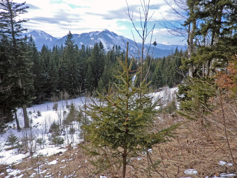 Handlesberg (169 Bildaufrufe)