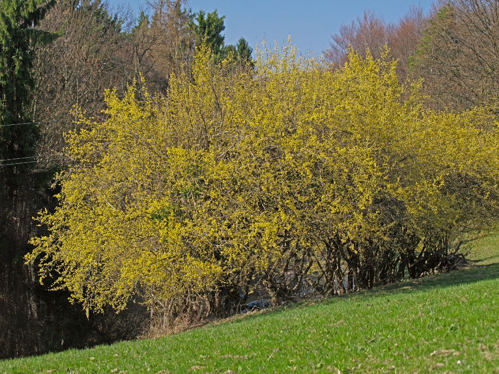 Rudolfshöhe (216 Bildaufrufe)