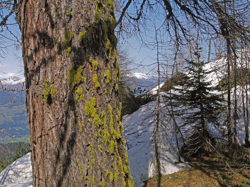 Sattelnock (236 Bildaufrufe)