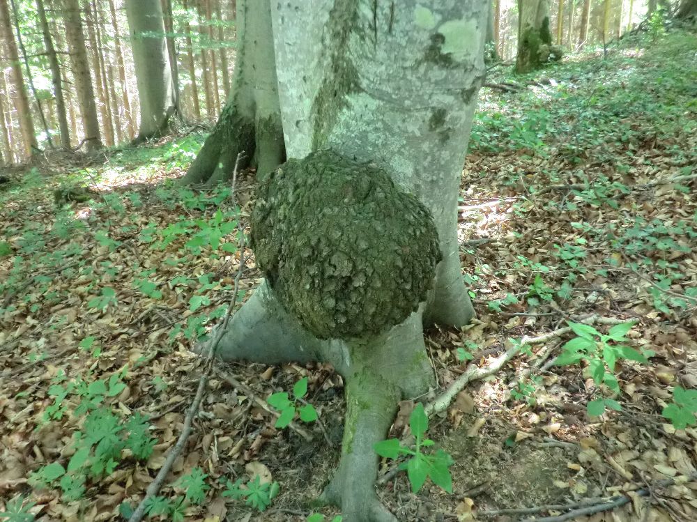 Grüntalkogel (222 Bildaufrufe)