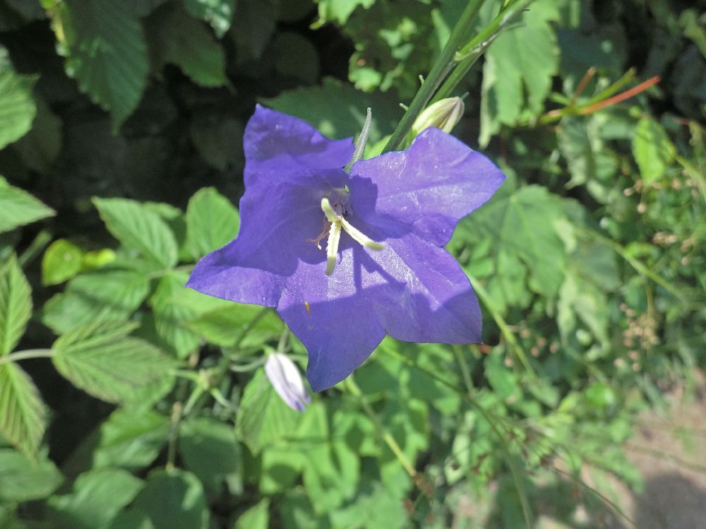 Grüntalkogel (197 Bildaufrufe)