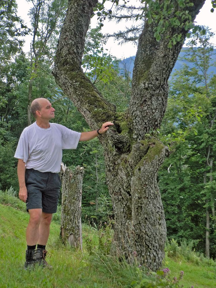 Wendlgupf (243 Bildaufrufe)