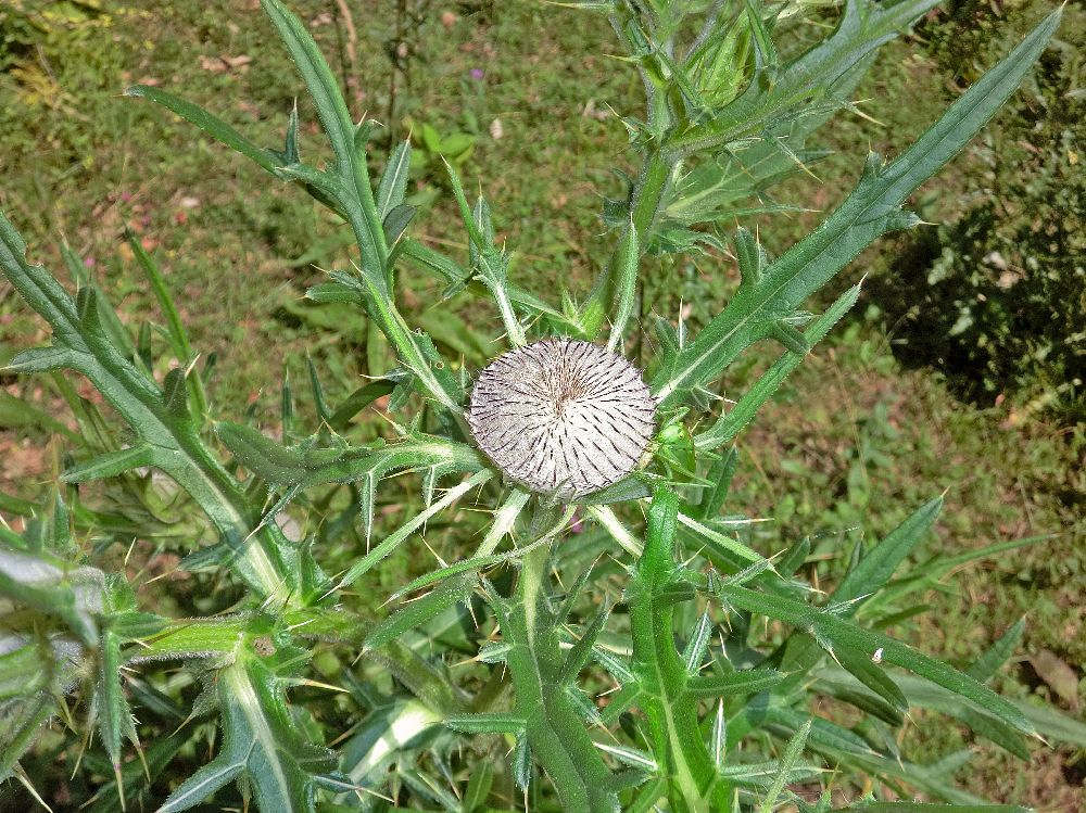 Wendlgupf (265 Bildaufrufe)