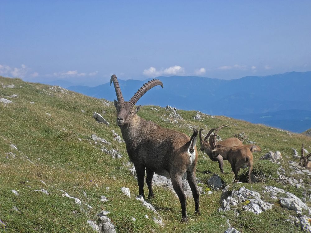 Gößeck (181 Bildaufrufe)