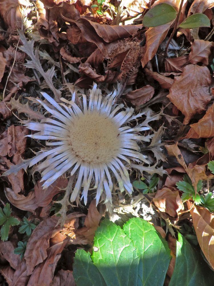 Scheiblingstein (289 Bildaufrufe)