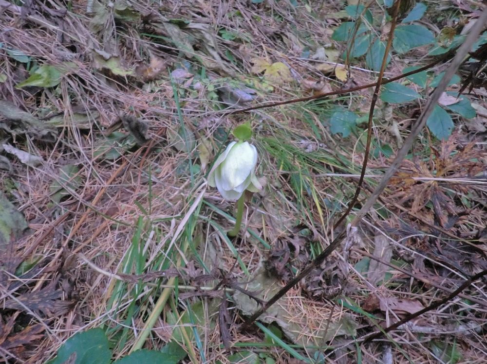 Geiger (182 Bildaufrufe)