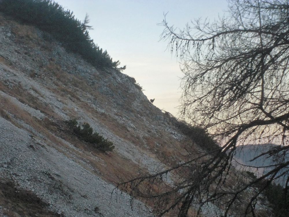 Gr.Zellerhut (251 Bildaufrufe)