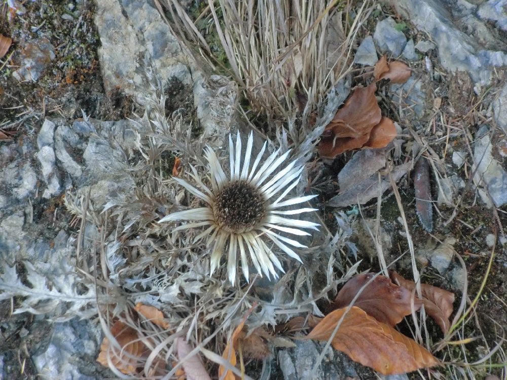 Bichleralpe (303 Bildaufrufe)