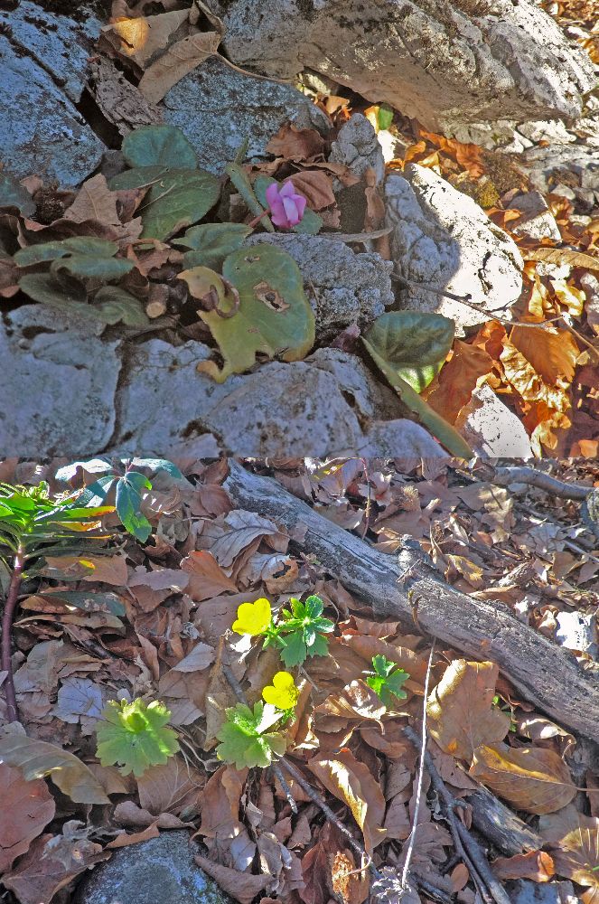 Brandm&auml;uer (246 Bildaufrufe)